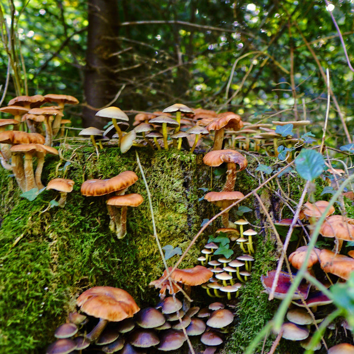 Mushrooms are... well... Mushrooming!