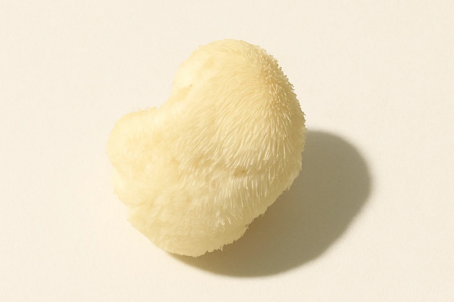 Lion's Mane