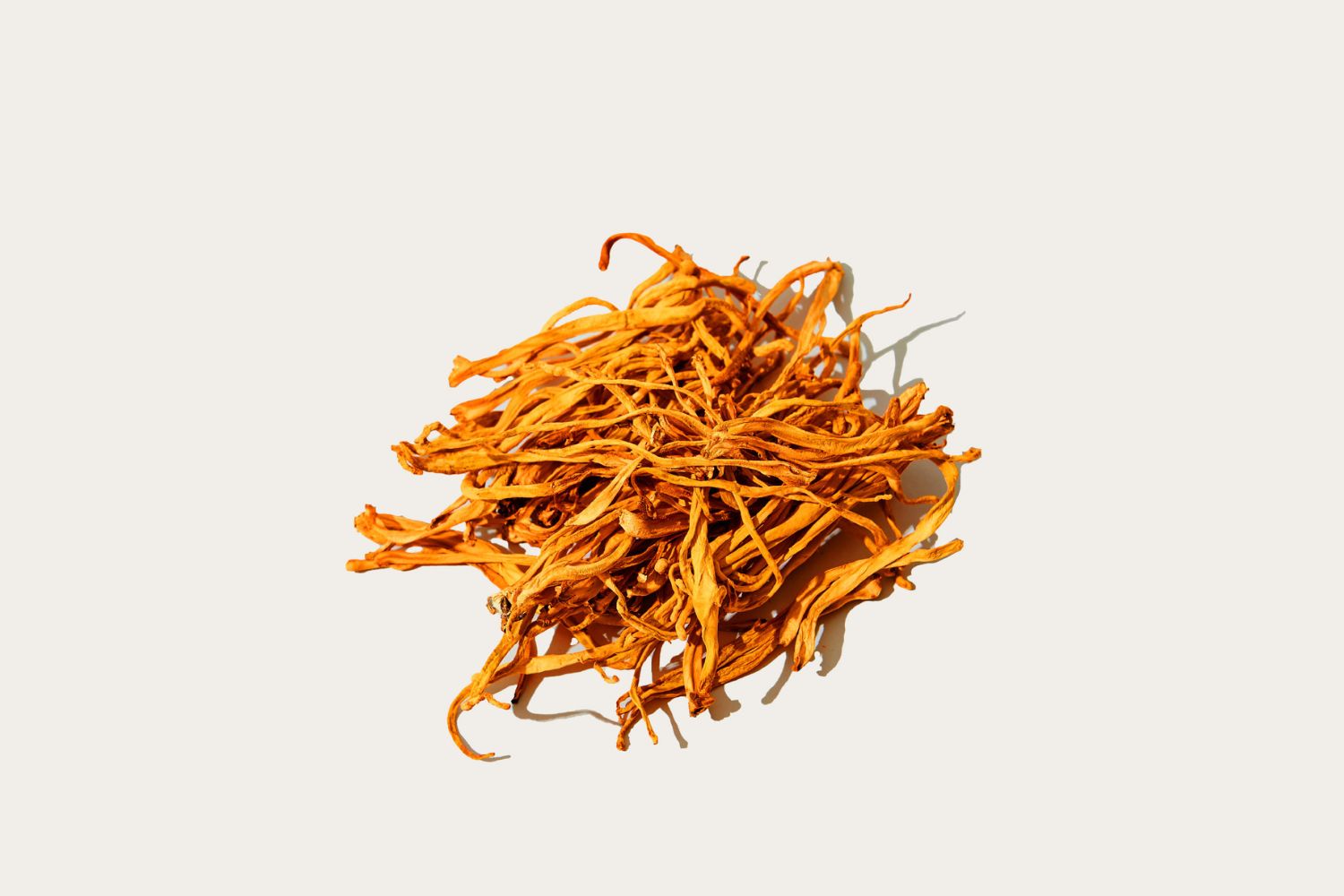Cordyceps