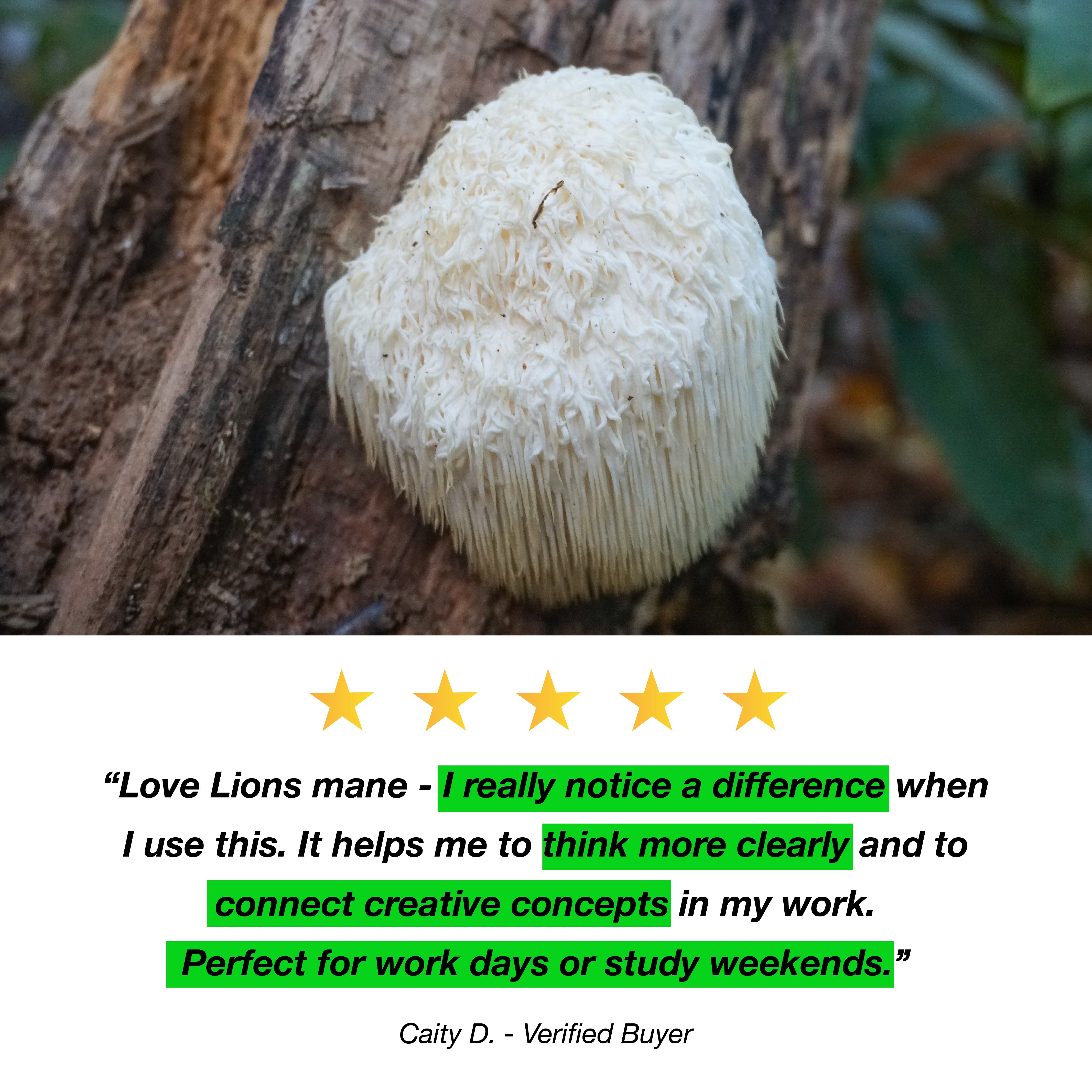 Lion's Mane Mushroom Extract Flavouring