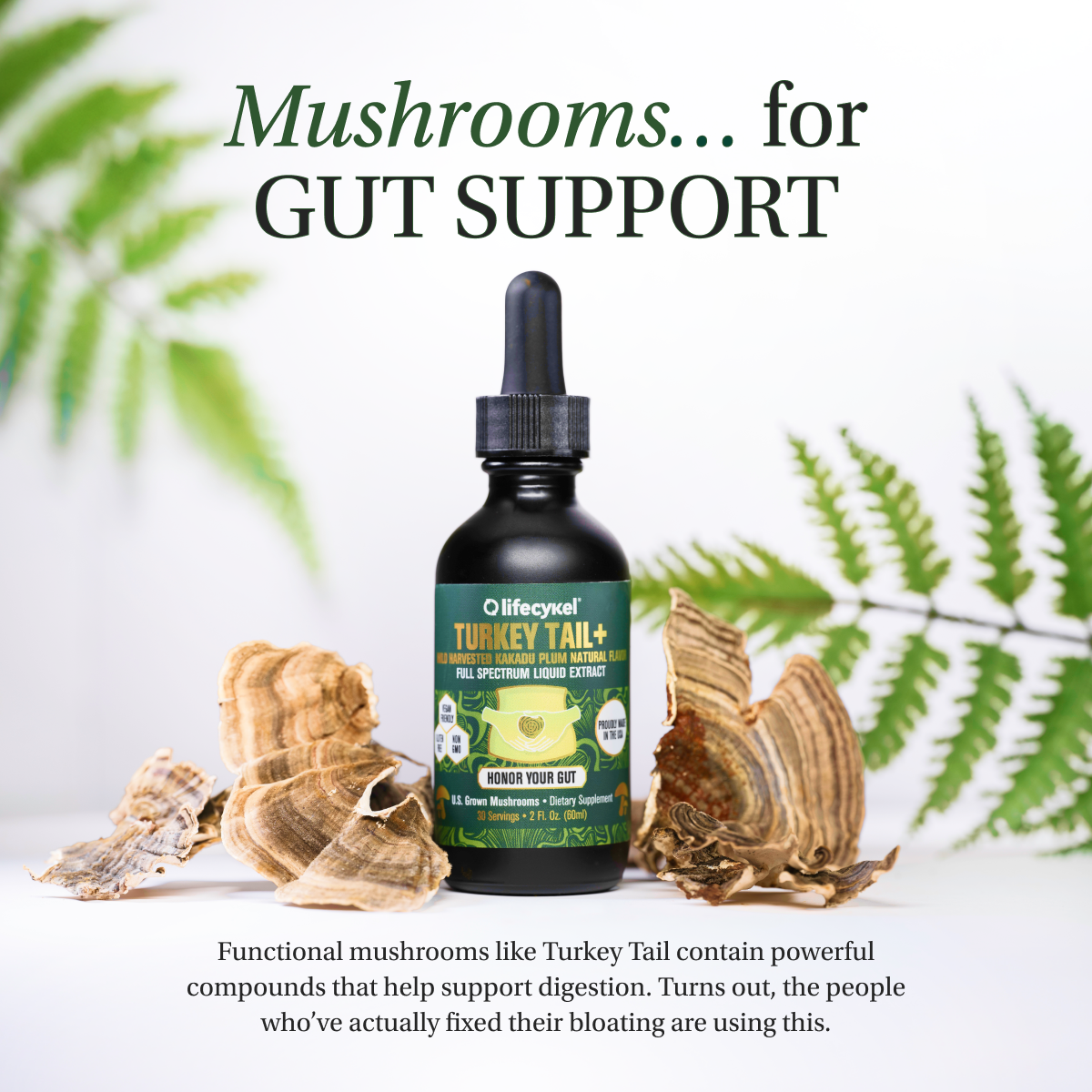 Turkey Tail Mushroom Extract