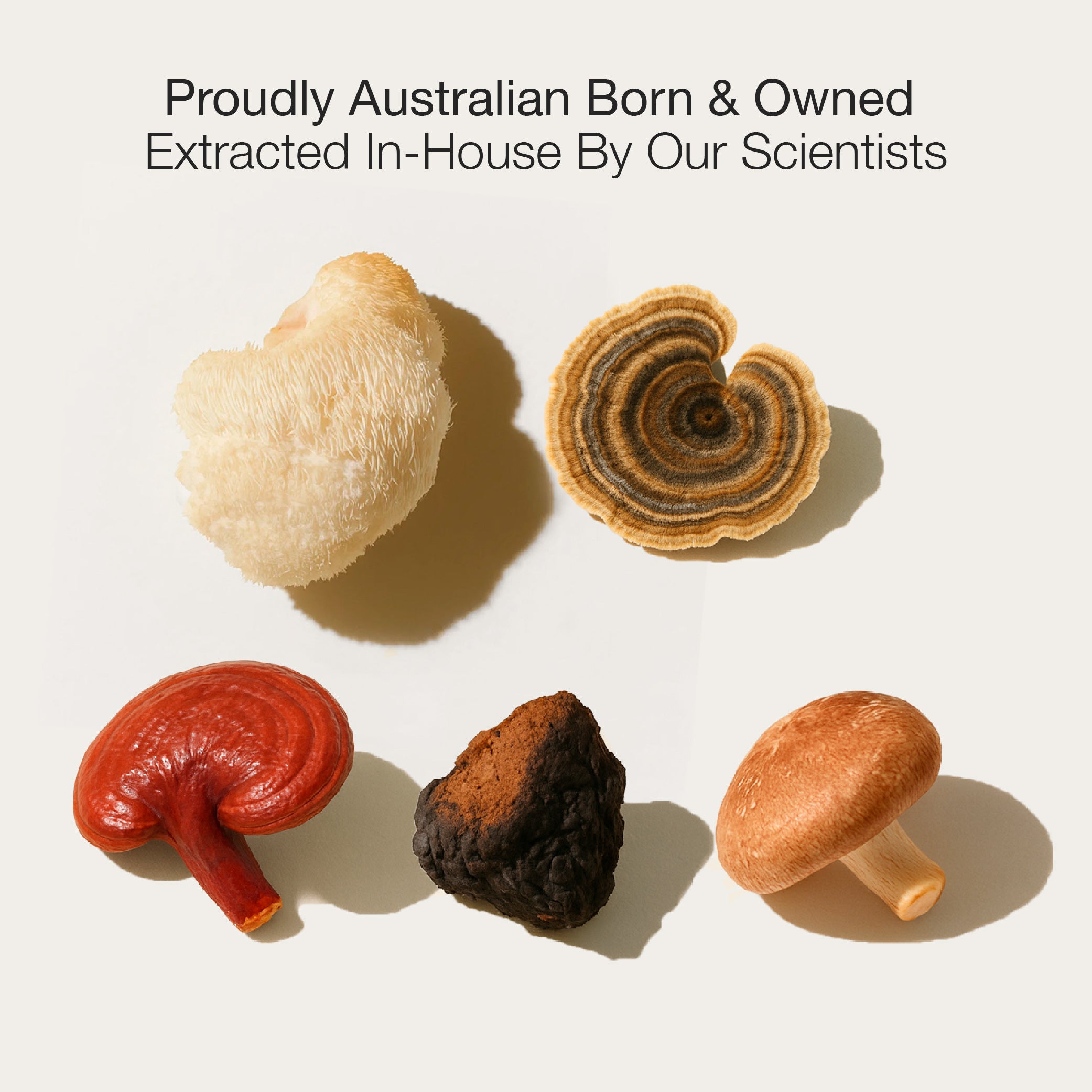 Chaga Biohacker Set™