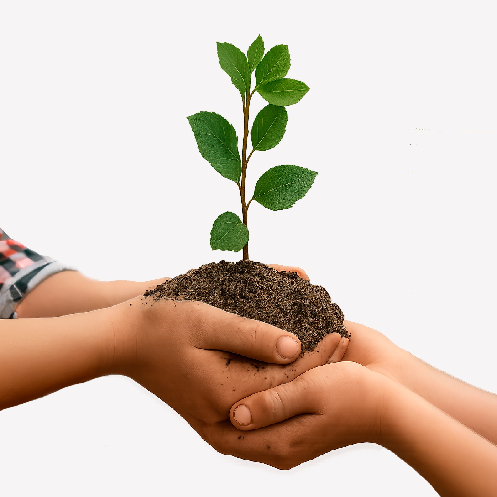 Donate a Tree