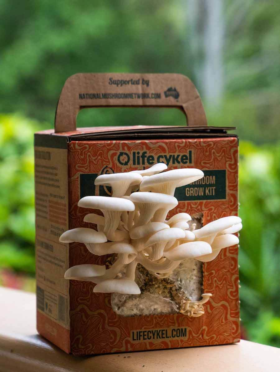 Oyster Mushroom Grow Kit