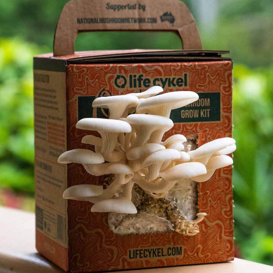 Oyster Mushroom Grow Kit