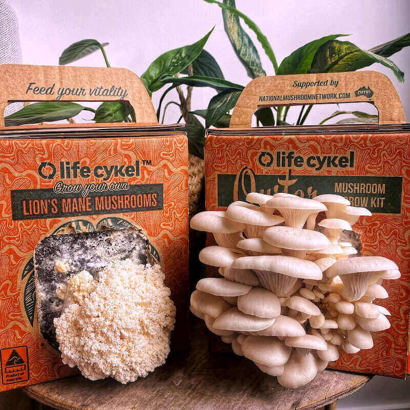 Life Cykel Mushroom Grow Kit