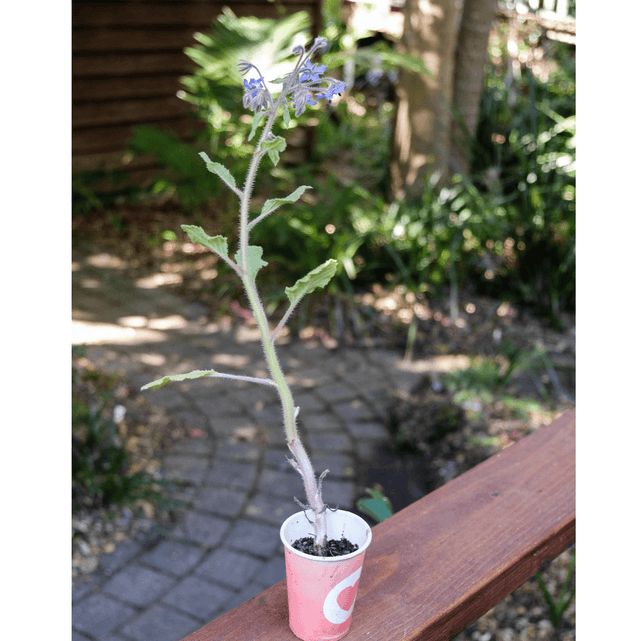 Boost Your Garden with Our Pollination Kit – Lifecykel