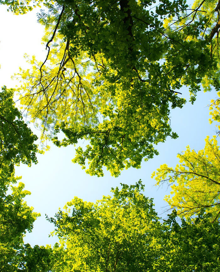 Donate a Tree