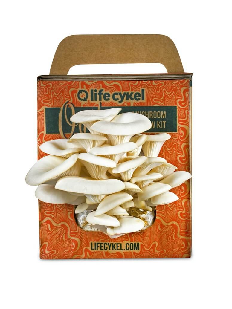 Oyster Mushroom Grow Kit