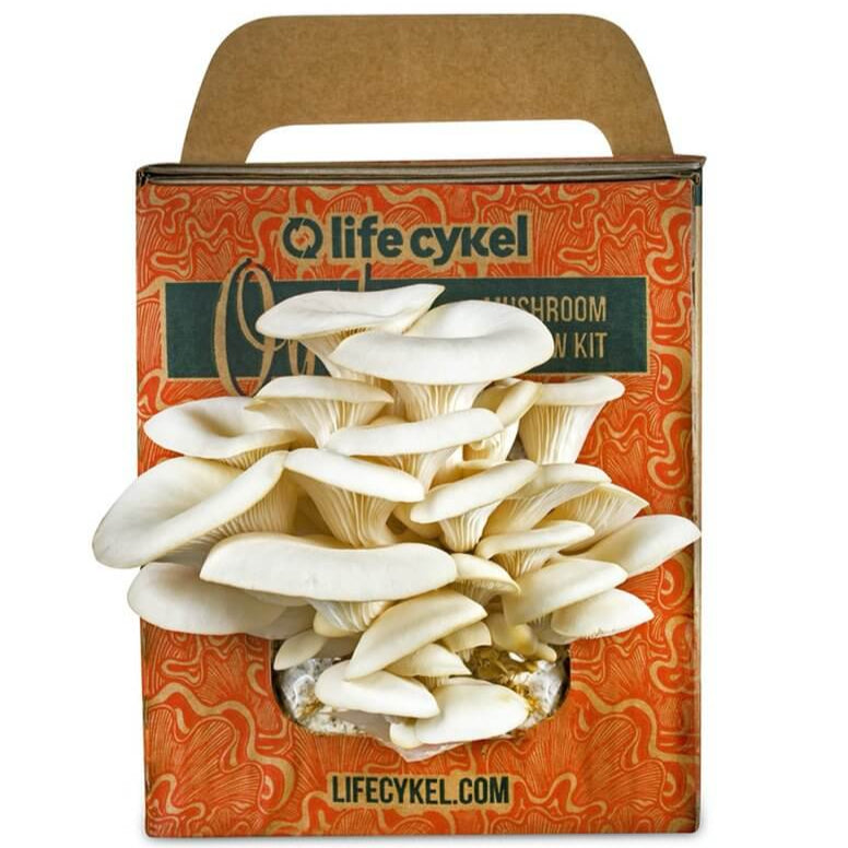 Oyster Mushroom Grow Kit