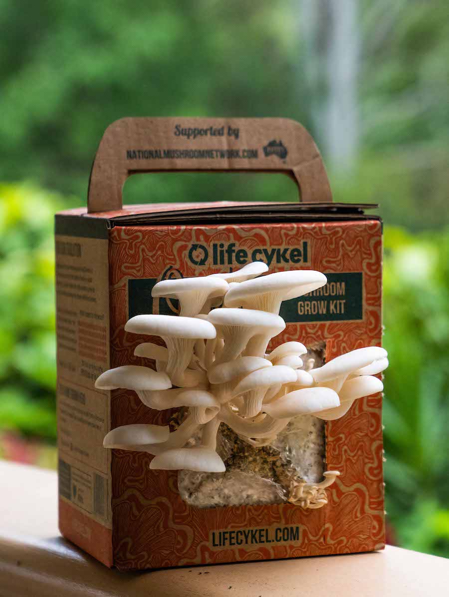 Lifecykel Oyster Mushroom Grow Kit