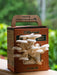 Lifecykel Oyster Mushroom Grow Kit Bundles