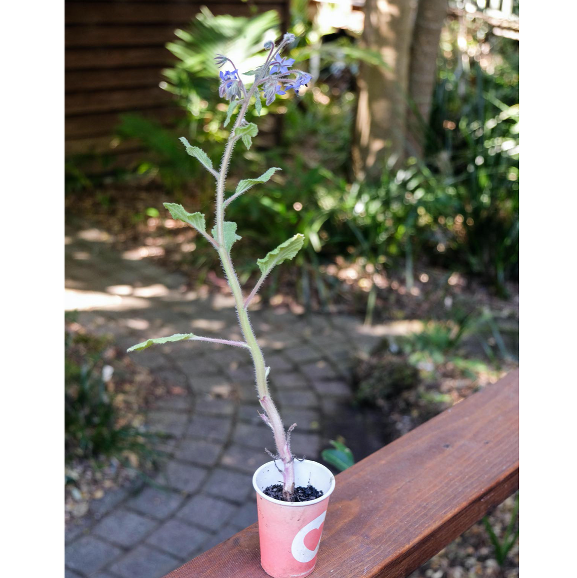 Bee Pollination Kit - Borage and Alyssum — Life Cykel