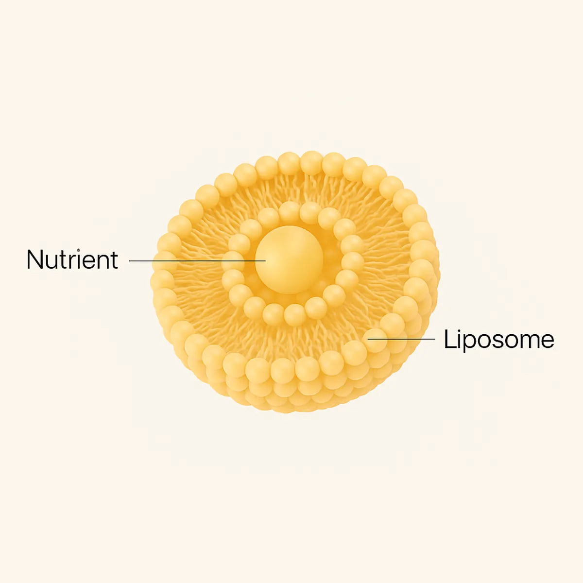 Diagram of a liposome: a nutrient held inside a protective layer of phospholipid, labelled Nutrient and Liposome