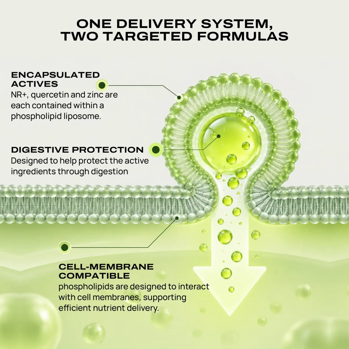 Infographic: one delivery system, two targeted formulas. Encapsulated actives, digestive protection and cell-membrane compatibility with a phospholipid liposome